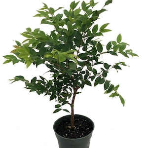 Jabuticaba Tree - 4" Pot - House Plant, Outdoors or Bonsai