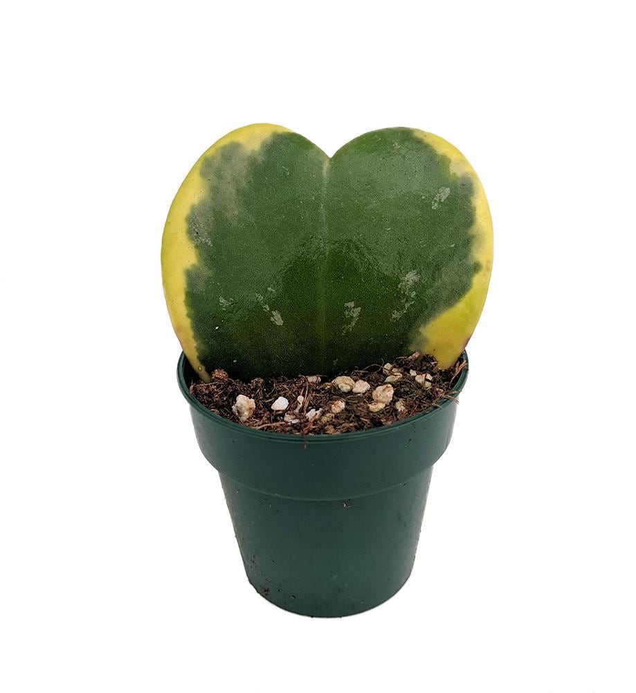 Amazing Creme & Green Sweetheart Waxplant - Hoya kerri -  Easy Succulent -2" Pot