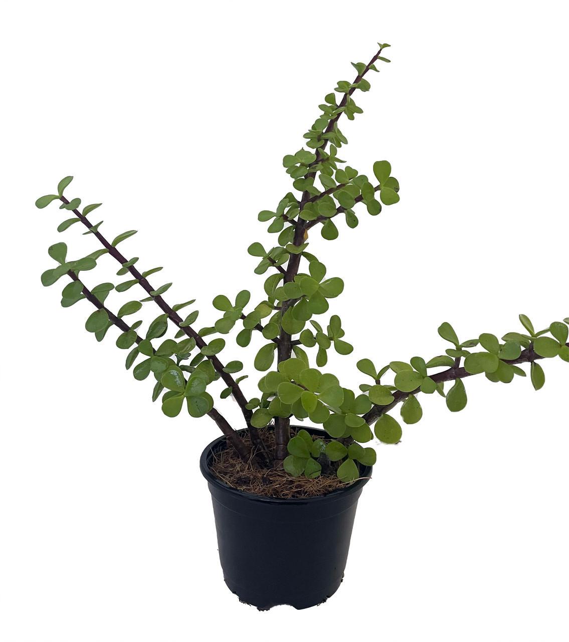 Green Grand Jade Plant - Portulacaria Grandiflora - 4" Pot