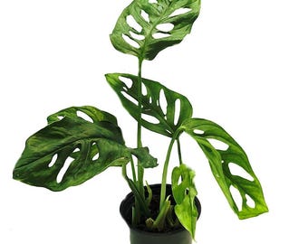 Swiss Cheese Plant - Monstera adansonii - 4" Pot