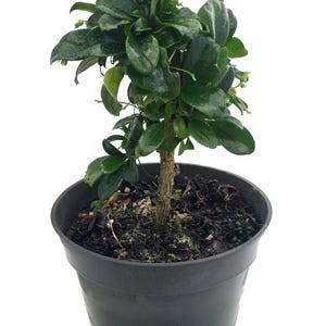 Fukien Tea Bonsai Tree - Carmona - 4" Pot - Indoor Houseplant