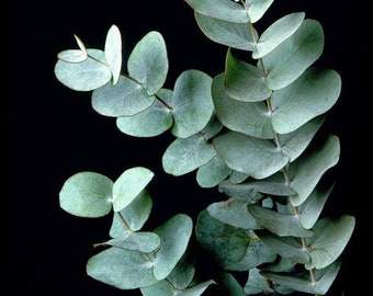 Planta de eucalipto Silver Dollar - Fácil interior/exterior - Maceta de 4" - Serie de coleccionista