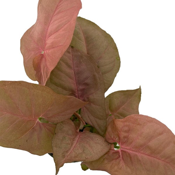 SALE - Neon Pink Robusta Arrowhead Plant - Syngonium/Nepthytis - 4" Pot