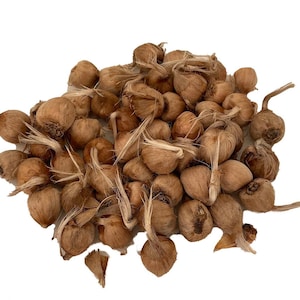 Saffron Crocus 50 Bulbs + Saffron Bulb Food - Crocus Sativus