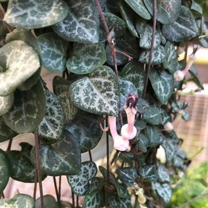 Rosary Vine - Ceropegia woodii - String of Hearts - 2.5" Pot - Collector' Series