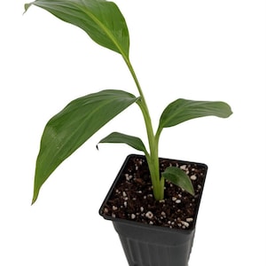 Ohio Grown Winter Hardy Basjoo Banana Plant - Musa - 2.5" POT