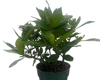 Corsage Gardenia Plant - Gardenia jasminoides - 4" Pot