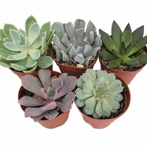 5 Different Desert Rose Succulent Plants - Echeveria - Easy to grow - 2" Pots