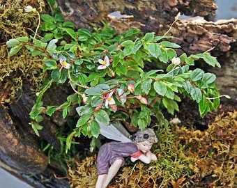 Tiny Pink Begonia Plant - 2.5" Pot - Terrarium/Fairy Garden/House Plant