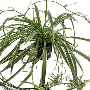Reverse Variegated Spider Plant - Cleans the Air - 4" pot