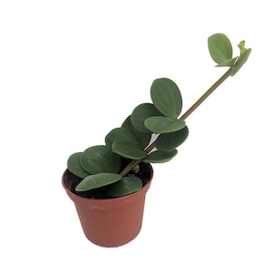 Hope Peperomia - Easy Houseplant - 2.5&quot; Pot