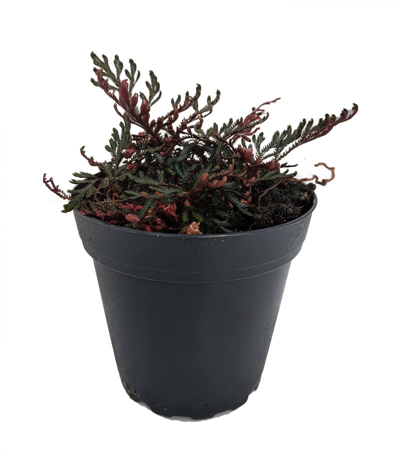 Ruby Red Club Moss Selaginella Exotic Easy House Plant Etsy