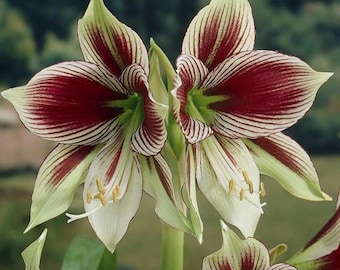 Papilio Butterfly Amaryllis Large Bulb - 24/26cm Bulb