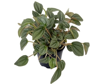 Napoli Nights Peperomia 4" Pot  -