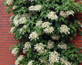 Climbing Hydrangea Plant - Hydrangea anomala petiolaris - Shade - 4" Pot