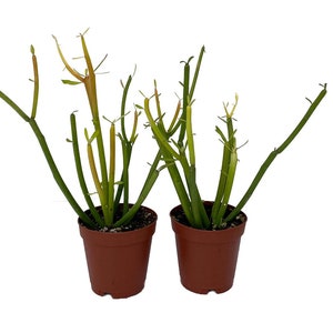 Firesticks Pencil Cactus - Euphorbia - 2 pack 2" pots -Easy to grow/Hard to kill