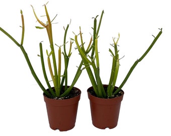 Firesticks Pencil Cactus - Euphorbia - 2 pack 2" pots -Easy to grow/Hard to kill