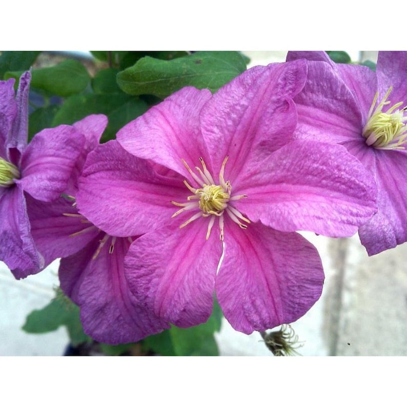 Hirt's Gardens Comtesse de Bouchard Clematis Vine - Thumbnail 2