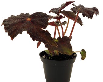 Mysterious Hollow's Eve Begonia - 2.5" Pot - Leaves Turn Black for Halloween