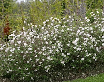 Spice Baby Korean Spice Viburnum - Proven Winners - 4" pot