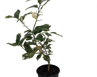 Pink Variegated Eureka Lemon Tree - 5"-Pot-No Shipping to Tx, Fl, Az, Ca, La, Hi