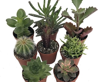 Instant Cactus/Succulent Collection - 8 Plants -Terrarium/Fairy Garden- 2" pots
