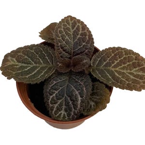 Chocolate Cream Flame Violet - Episcia - 2.5" Pot - Great House Plant