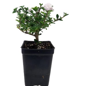 Double White Serissa Tree - 2.5" Pot - House Plant/ Fairy Garden Plant/ Bonsai