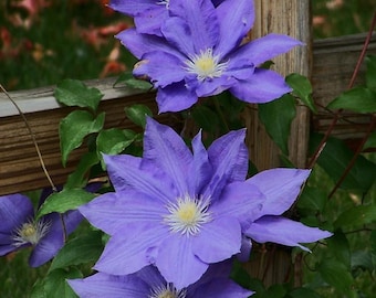 Rare Clematis 【enku｜円空】 - 9P Liveplant| Popular