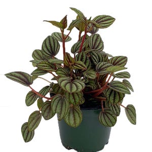 Piccolo Banda Peperomia - Peperomia albovittata - 4" Pot