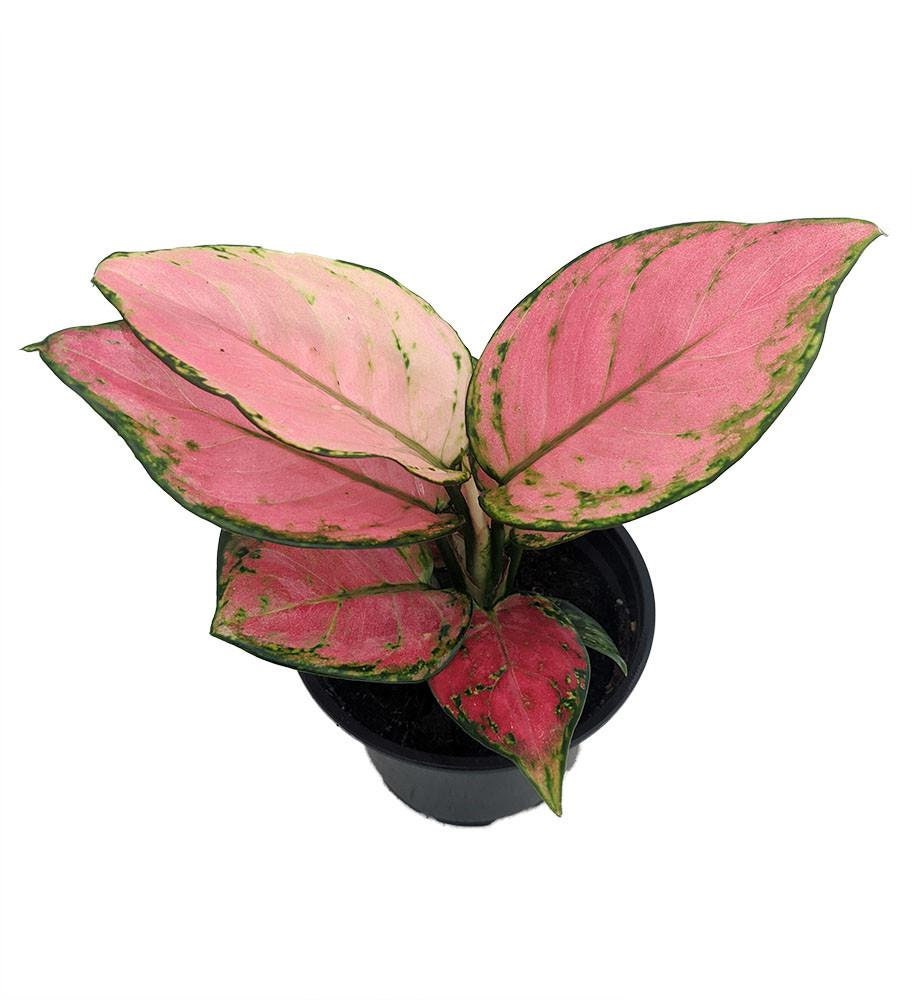 Cherry Chinese Evergreen Plant - Aglaonema-Grows in Dim Light-4" Pot-Collector's