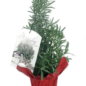 Holiday Lavender Herb Tree - 4&quot; Pot with Decorative Pot Cover and Gift Tag