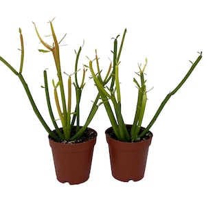 Firesticks Pencil Cactus - Euphorbia - 2 pack 2&quot; pots - Hard to kill