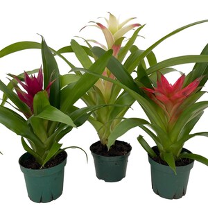Guzmania Vase Plant Collection - Bromeliad - 3 Plants in 4" Pots afbeelding 2