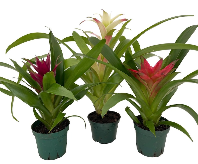 Guzmania Vase Plant Collection - Bromeliad - 3 Plants in 4" Pots afbeelding 2