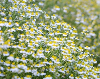 German Chamomile Herb 200 Seeds