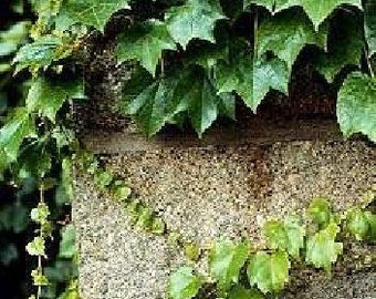 Boston Ivy Vine 15 Seeds-Parthenocissus