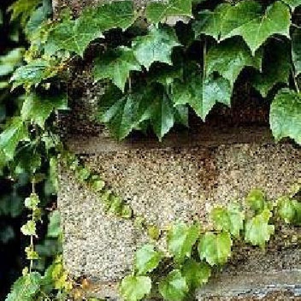 Boston Ivy Vine 15 Seeds-Parthenocissus