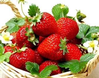 Everbearing Ozark Beauty Strawberry Plants 25 Bare Root Plants - Top Producer