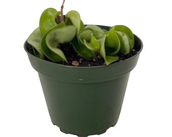 Hoya (plante corde indienne) - Exotique/Facile - Pot de 10 cm