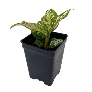 Wishes Chinese Evergreen Plant - Aglaonema - Low Light - 2.5&quot; Pot