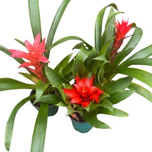 Guzmania Vase Plant Collection - Bromeliad - 3 Plants in 4" Pots afbeelding 3