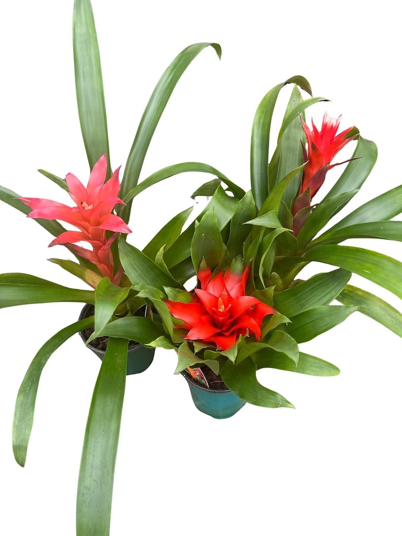 Guzmania Vase Plant Collection - Bromeliad - 3 Plants in 4" Pots afbeelding 3