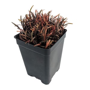 Chocolate Sedge Grass - Carex berggrenii - 2.5" Pot - Fairy Garden