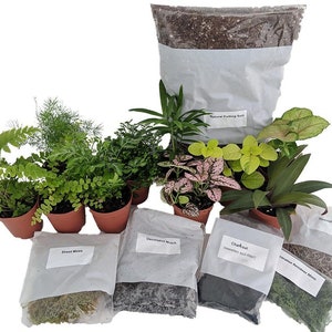 Hirt's Terrarium Kit with 5 Terrarium Plants and 5 Ferns