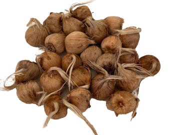 Saffron Crocus 25 Bulbs + Saffron Bulb Food - Crocus Sativus