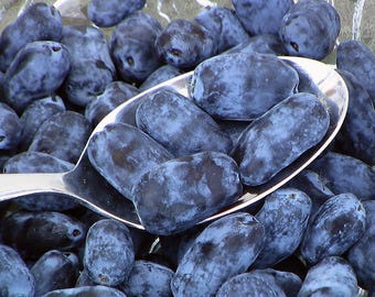 Indigo Treat Edible Honeysuckle - Haskap - 4" Pot