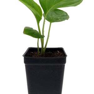 Rare Black Bat Plant -Tacca chanterii - Exotic Houseplant - 2.5" Pot