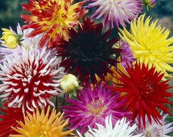 Dahlia Cactus Hybrid Mix 50 Seeds - Colorful!