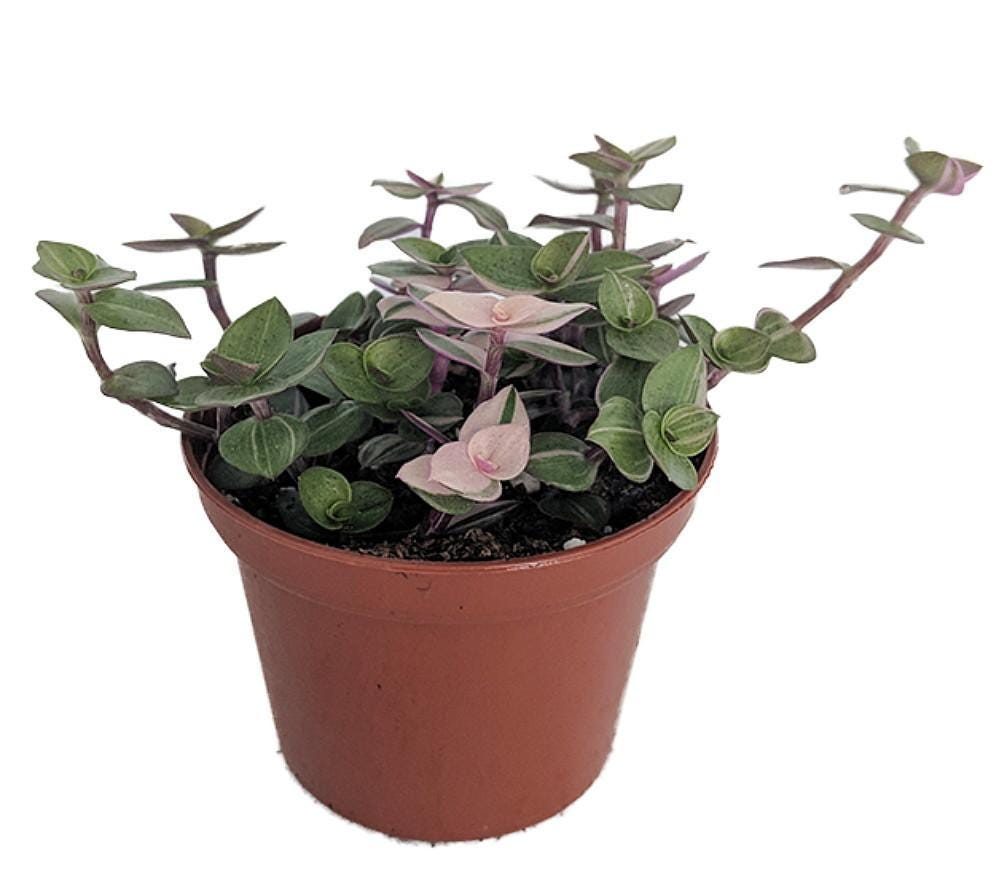 Bolivian Pink Jewel -Turtle Vine - Inch Plant - Callisia Repens Var. - 2.5" Pot
